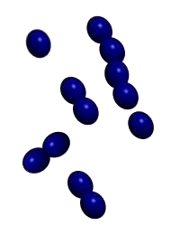 enterococcus image
